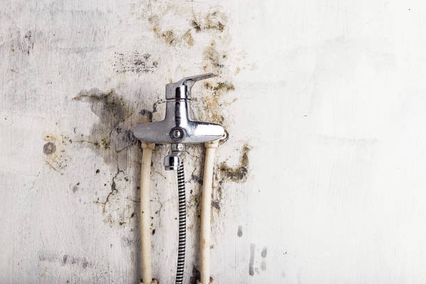 Best Affordable Mold Removal  in Chesterfield, SC