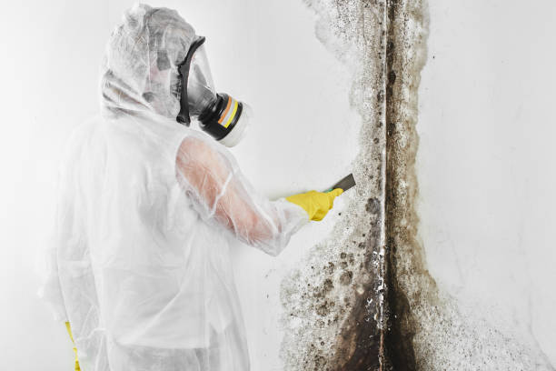 Best Mold Removal Process  in Chesterfield, SC