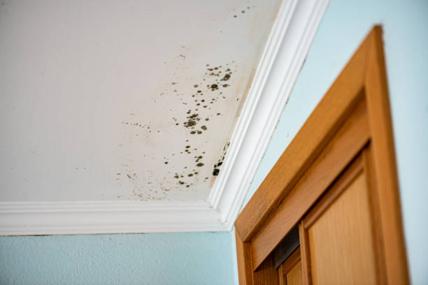 Best Certified Mold Removal  in Chesterfield, SC