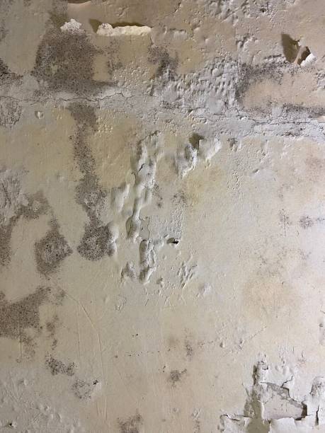 Home Mold Removal in Chesterfield, SC