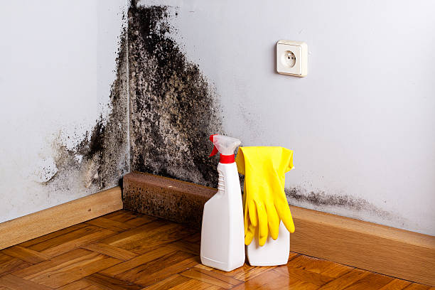 Mold Removal Process in Chesterfield, SC